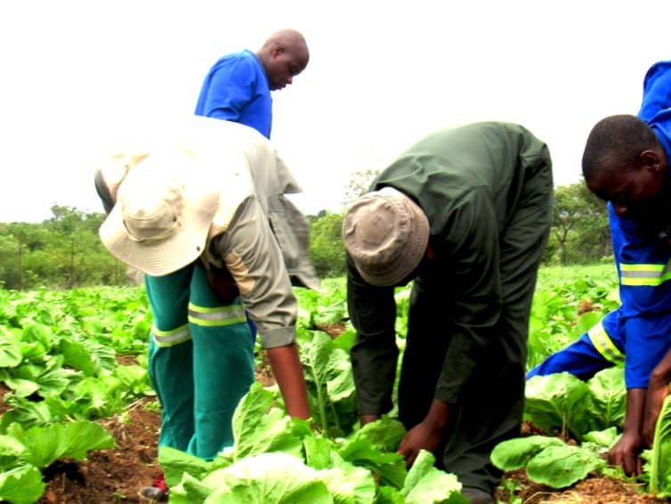 Agricultural Learnerships 2025